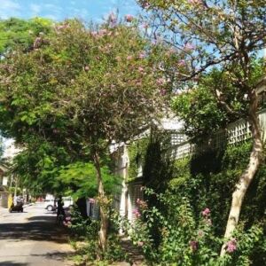 Abertas as inscrições para curso de cuidadores de árvores de Santos